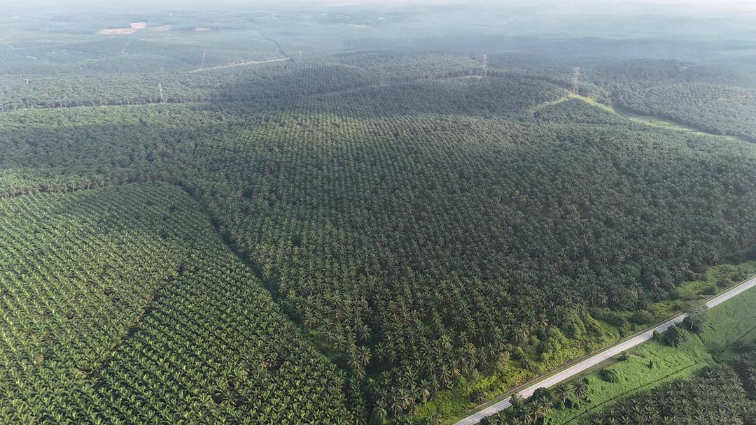 Palm oil land @ Jalan Inas Kulai for sale